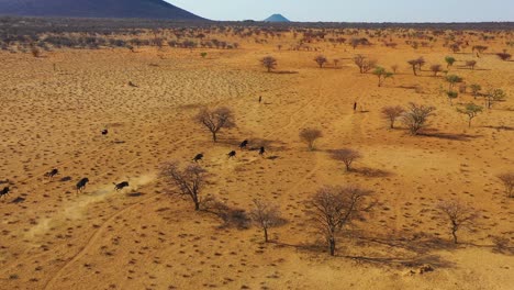 Excellent-drone-vista-aérea-of-black-wildebeest-running-on-the-plains-of-Africa-Namib-desert-Namibia-1