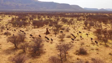 Ausgezeichnete-Drohnenantenne-Von-Schwarzen-Gnus,-Die-Auf-Den-Ebenen-Afrikas-Namib-Wüste-Namibia-Laufen-8