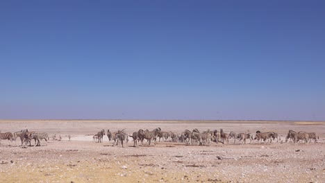 Las-Cebras-Se-Reúnen-En-Grandes-Grupos-En-Un-Abrevadero-En-El-Parque-Nacional-De-Etosha,-Namibia,-África