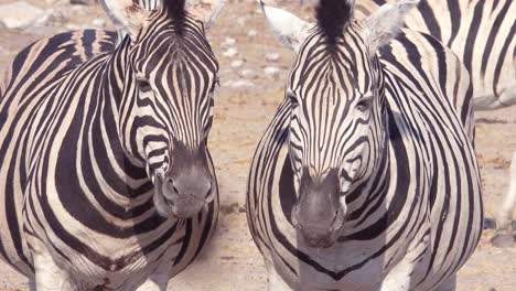 Dos-Cebras-Se-Admiran-En-El-Parque-Nacional-De-Etosha,-Namibia,-África