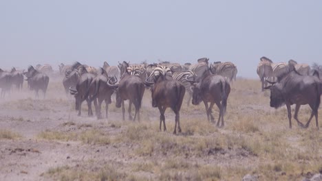 Zebras-Und-Gnus-Machen-Sich-Auf-Den-Weg-Durch-Die-Trockenen,-Staubigen-Wüstenebenen-Des-Etosha-Nationalparks-Namibia-Afrika