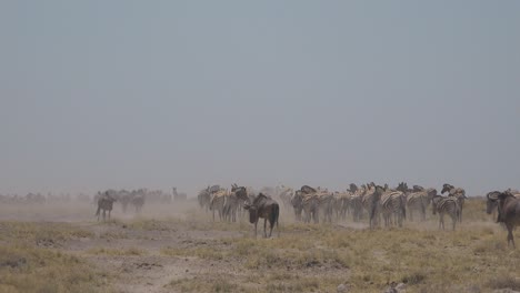 Las-Cebras-Y-Los-ñus-Se-Abren-Paso-A-Través-De-Las-Llanuras-Del-Desierto-Seco-Y-Polvoriento-Del-Parque-Nacional-De-Etosha,-Namibia,-África-2
