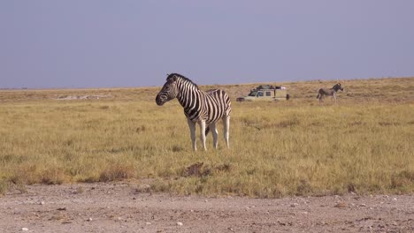 Ein-Safarifahrzeug-Passiert-Große-Herden-Von-Staubigen-Zebras-Im-Etosha-Nationalpark-Namibia-Afrika