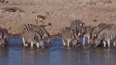 Zebras-wildebeest-and-sprinkbok-antelope-drink-from-a-watering-hole-at-Etosha-National-Park-namibia-Africa-1