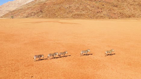 Excelente-Antena-De-Vida-Silvestre-De-Cebras-Caminando-En-El-Desierto-De-Namib-En-África-Namibia