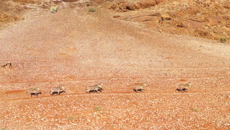 Excellent-wildlife-aerial-of-zebras-running-in-the-Namib-desert-of-Africa-Namibia-2