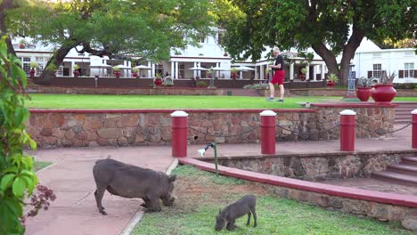 Warzenschweine-Fressen-Das-Gras-Auf-Dem-Gelände-Des-Eleganten-Victoria-Falls-Hotels-In-Simbawbwe
