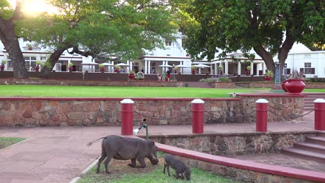 Warzenschweine-Fressen-Das-Gras-Auf-Dem-Gelände-Des-Eleganten-Victoria-Falls-Hotels-In-Simbawbwe-1