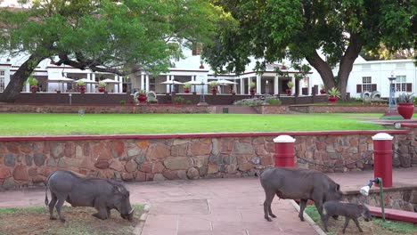 Warzenschweine-Fressen-Das-Gras-Auf-Dem-Gelände-Des-Eleganten-Victoria-Falls-Hotels-In-Simbawbwe-3