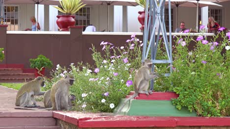 Vervet-monkeys-eat-flowers-on-the-grounds-of-the-elegant-Victoria-Falls-Hotel-in-Zimbawbwe
