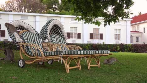 Vervet-monkeys-play-on-lawn-furniture-on-the-grounds-of-the-elegant-and-luxurious-Victoria-Falls-Hotel