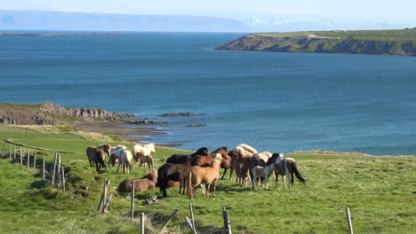 Verspielte-Isländische-Ponys-Pferde-Stehen-Auf-Der-Grünen-Wiese-In-Der-Fjordregion-Westfjorde-Von-Island?