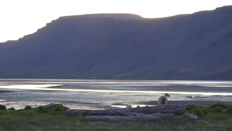 Attractive-shot-of-a-sheep-standing-silhoutted-against-West-fjords-of-Iceland