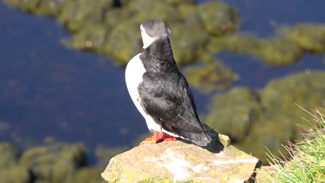 Bonito-Primer-Plano-De-Un-Lindo-Frailecillo-Posando-En-La-Costa-De-Islandia-Cerca-De-Latrabjarg-3