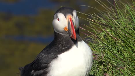 Nice-closeup-of-a-cute-puffin-posing-on-the-coast-of-Iceland-near-Latrabjarg-9