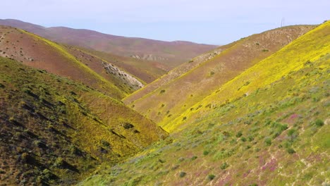 Vista-Aérea-of-a-California-hillside-covered-with-yellow-wildflowers-during-superbloom-and-allergy-season