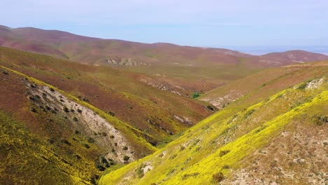 Aerial-of-a-California-hillside-covered-with-yellow-wildflowers-during-superbloom-and-allergy-season-1