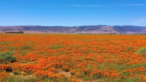 Vista-Aérea-of-California-poppy-flowers-and-fields-in-full-bloom-during-springtime-and-superbloom