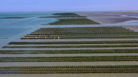 Aerial-over-French-mussel-farm-at-Utah-Beach-Normandy-France-4