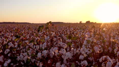 Schwenken-Sie-über-Wunderschöne-Baumwollfelder,-Die-In-Einem-Mississippi-Delta-Farmfeld-Wachsen