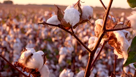 Extreme-close-of-fields-of-cotton-growing-in-a-Mississippi-Delta-farm-field-at-sunset