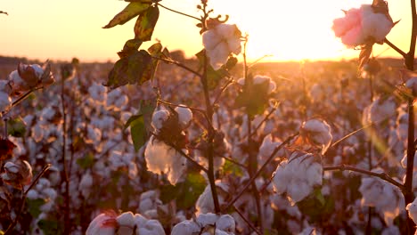 Panning-Extreme-Nahaufnahme-Von-Baumwollfeldern,-Die-In-Einem-Mississippi-Delta-Farmfeld-Bei-Sonnenuntergang-Wachsen-Growing
