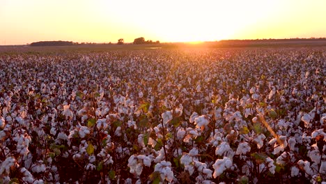 Panning-wide-of-fields-of-cotton-growing-in-a-Mississippi-Delta-farm-field-at-sunset