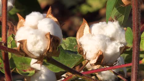 Slow-zoom-of-cotton-growing-in-a-field-in-the-Mississippi-River-Delta-region