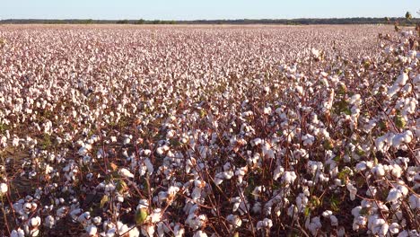 Slow-pan-of-cotton-growing-in-a-field-in-the-Mississippi-River-Delta-region