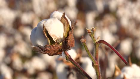 Extreme-close-up-of-cotton-growing-in-a-field-in-the-Mississippi-River-Delta-region-1