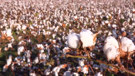 Slow-pan-of-cotton-growing-in-a-field-in-the-Mississippi-River-Delta-region-2