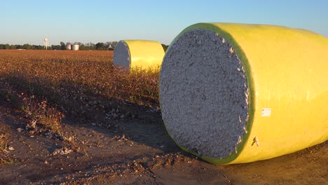 Cotton-is-bumdled-and-rolled-in-the-fields-in-the-Mississippi-River-delta-near-Greenville-Mississippi