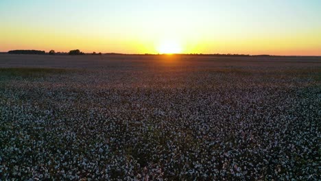 Good-aerial-at-sunset-of-cotton-growing-in-a-field-in-the-Mississippi-River-Delta-region