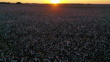 Good-aerial-at-sunset-of-cotton-growing-in-a-field-in-the-Mississippi-River-Delta-region-1