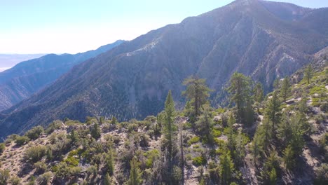 Antenne-über-Pinyon-Kiefern-Entlang-Eines-Kamms-In-Den-östlichen-Sierra-Bergen-In-Der-Nähe-Von-Lone-Pine-Und-Dem-Owens-Valley-Kalifornien-Ca