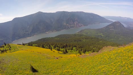 A-beautiful-aerial-view-along-a-flower-covered-hillside--in-the-Pacific-Northwest-with-the-Columbia-River-distant-1