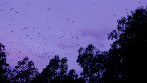 Tausende-Von-Fledermäusen-Fliegen-In-Der-Abenddämmerung-Im-Carnarvan-National-Park-Queensland-Australien-In-Den-Himmel