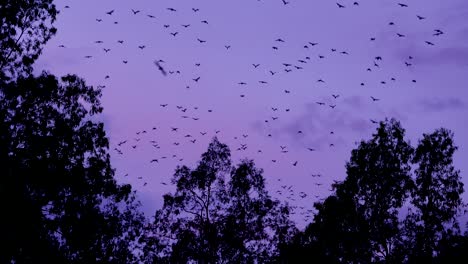 Thousands-of-bats-take-to-sky-in-flight-at-dusk-in-Carnarvan-National-Park-Queensland-Australia-1