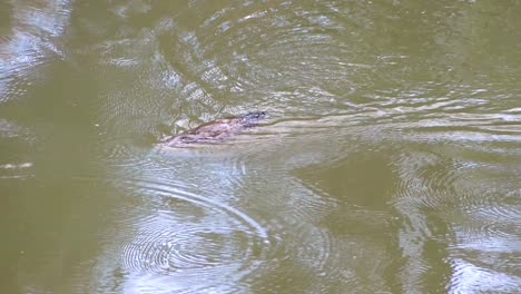 A-platypus-swims-in-a-pond-in-Carvarnvan-National-park-Queensland-Australia