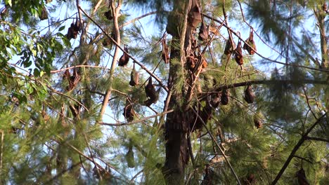 Giant-fruit-bats-hang-from-trees-in-Carnarvan-National-Park-Queensland-Australia