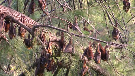 Giant-fruit-bats-hang-from-trees-in-Carnarvan-National-Park-Queensland-Australia-1