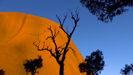 Los-árboles-Se-Destacan-En-Marcado-Relieve-Contra-Ayers-Rock-Uluru-Australia-A-La-Luz-De-La-Mañana