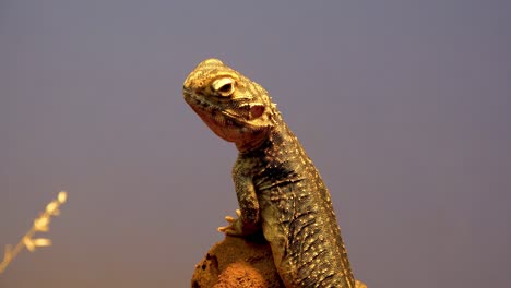 Prodile-shot-of-a-central-netted-dragon-lizard-in-the-outback-of-Australia