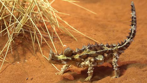 An-Australian-thorn-devil-spiky-creature-in-desert-sand