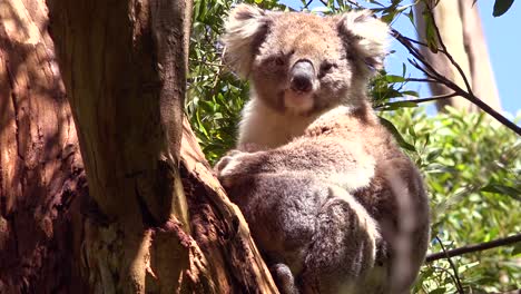 A-cute-koala-bear-sits-in-a-eucalyptus-tree-in-Australia-2