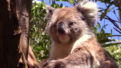 A-cute-koala-bear-sits-in-a-eucalyptus-tree-in-Australia-3