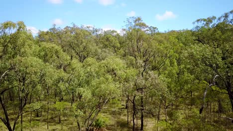Steigende-Antenne-über-Carvarvon-Nationalpark-Mit-Wäldern-Bäume-Bergketten-Victoria-Australien?