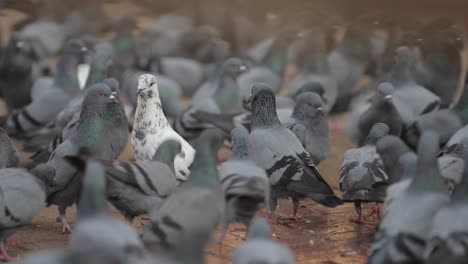 Thousands-of-pigeons-crowd-around-the-grounds-of-a-Buddhist-Temple-in-Nepal-1