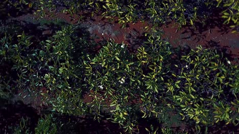 Nice-aerial-shot-rising-above-trees-in-an-orchard