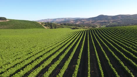 Beautiful-aerial-of-hilly-vineyards-in-the-grape-growing-region-of-Californias-santa-rita-appellation-10